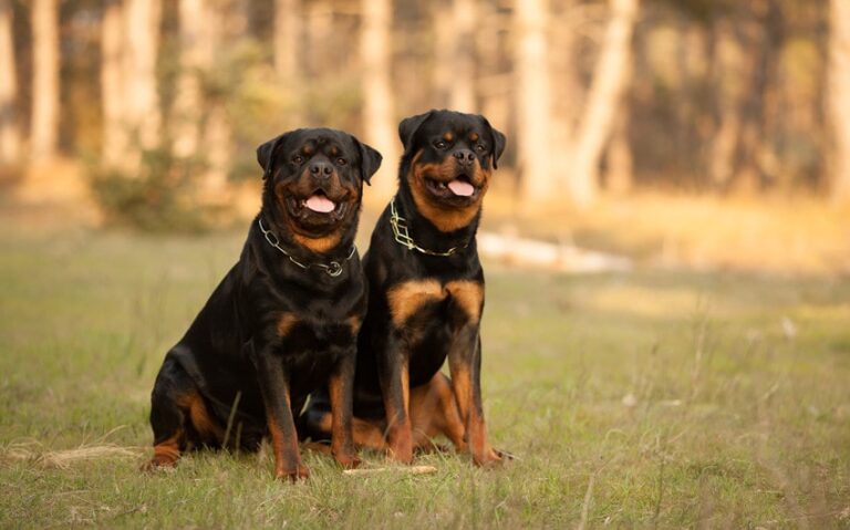 female rottweiler names and meanings