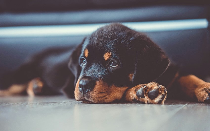 female rottweiler names and meanings