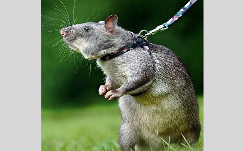 Gambian Pouched Rat