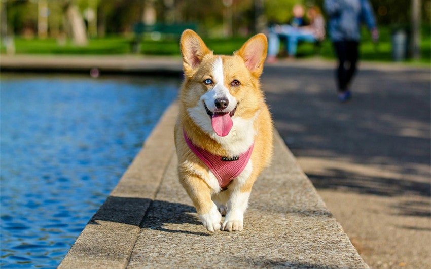 The Appeal of Old Lady Dog Names