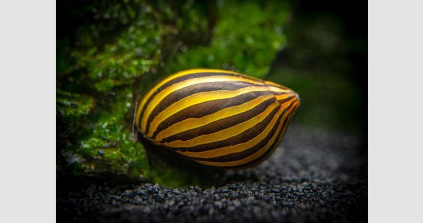 Nerite Snails