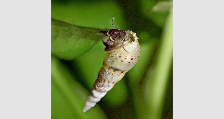 Malaysian Trumpet Snails