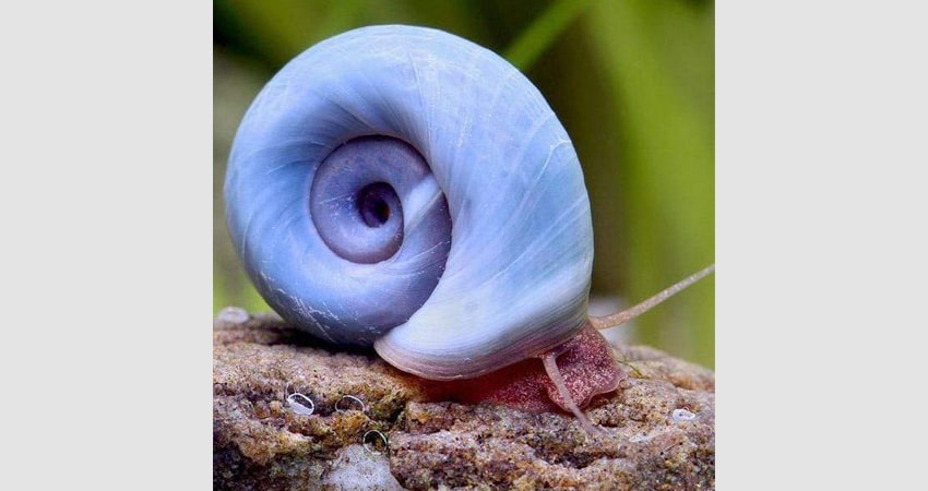 Ramshorn Snails