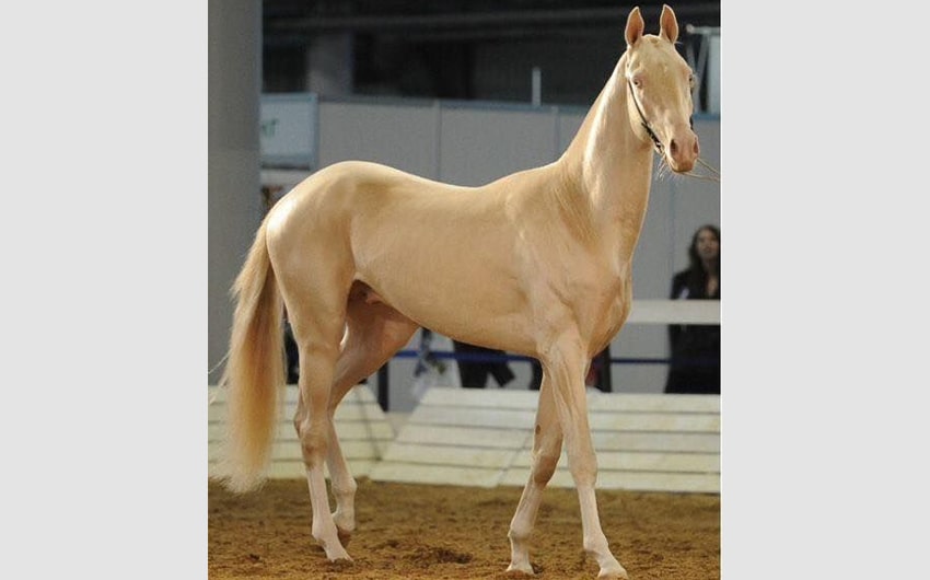 Akhal Teke