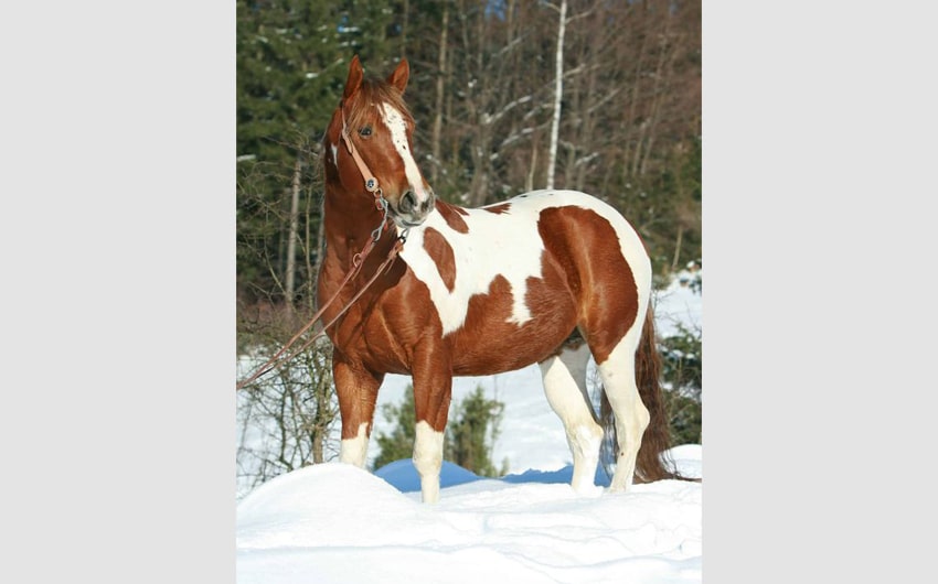 American Paint Horse