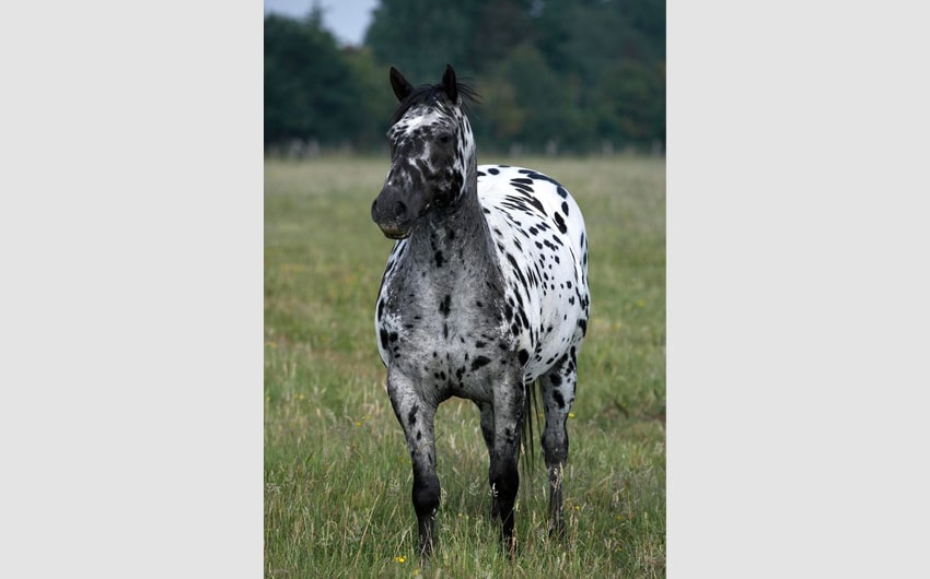 Appaloosa