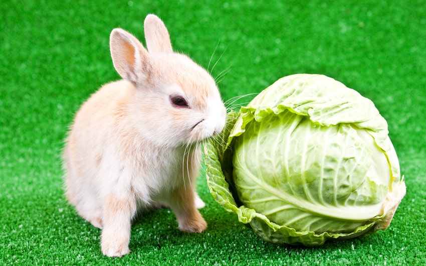 Can Rabbits Eat Cabbage