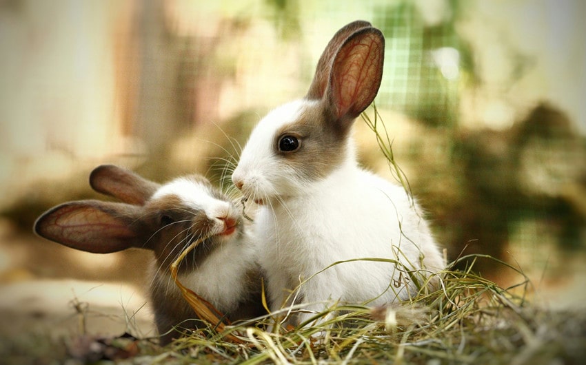 Can Rabbits Eat Cabbage