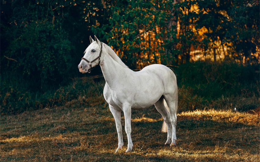 Classic Cute Horse Names