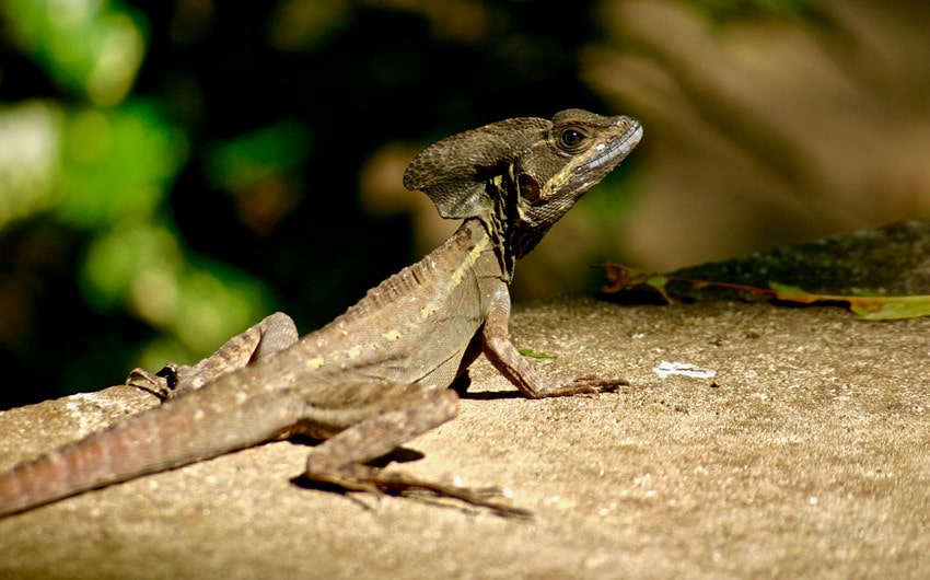 Gender-Specific Lizard Names