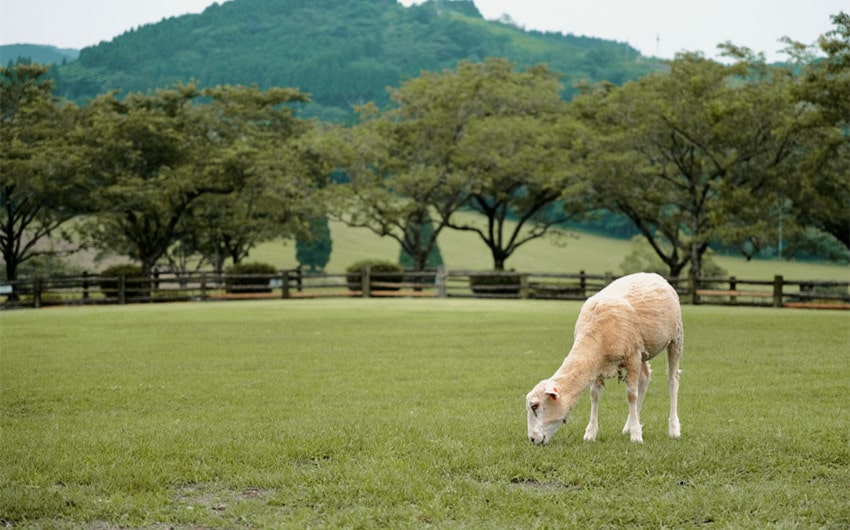 Goat Ranch