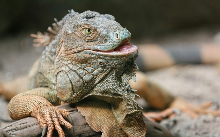 Mythological and Fantasy-Inspired Lizard Names