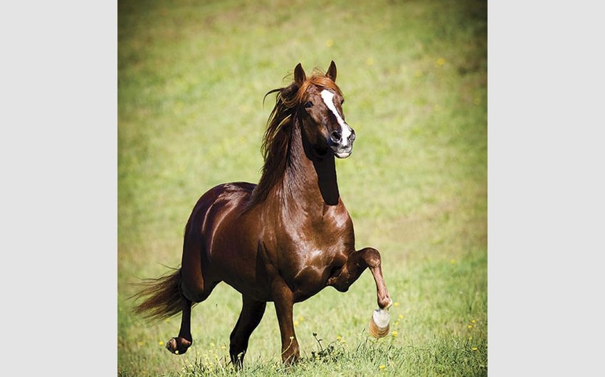 Peruvian Paso