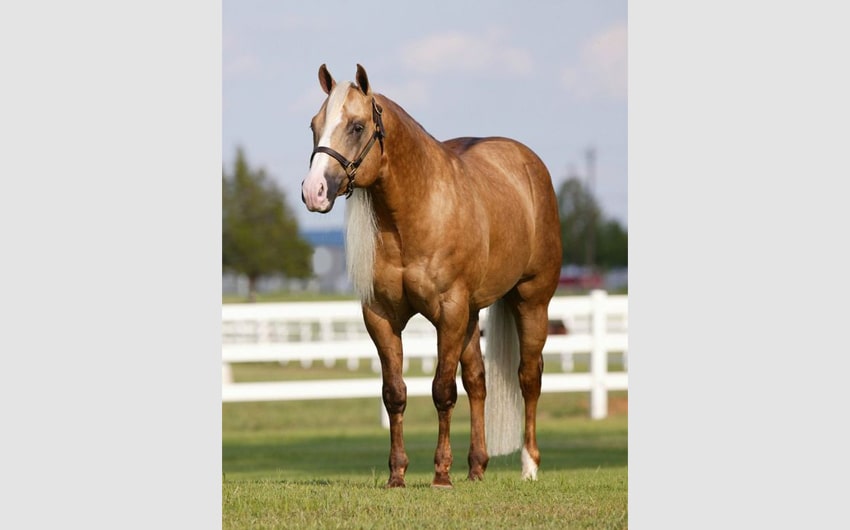 Quarter Horse