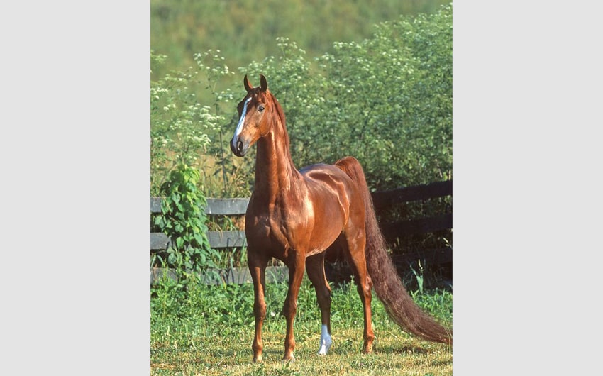 Saddlebred