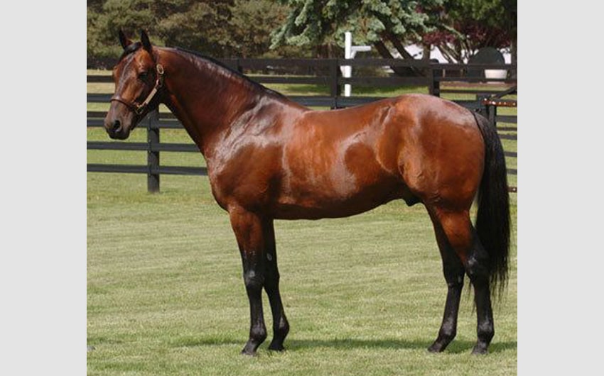 Standardbred