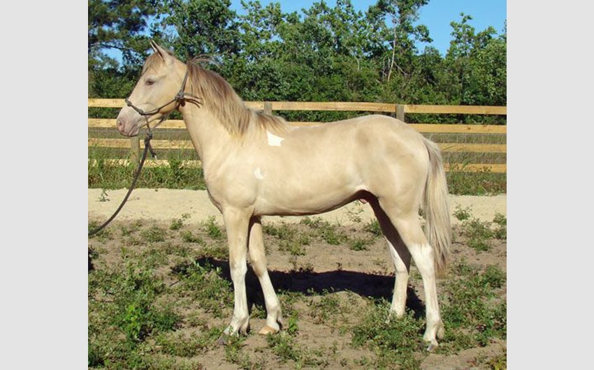 Tennessee Walking Horse