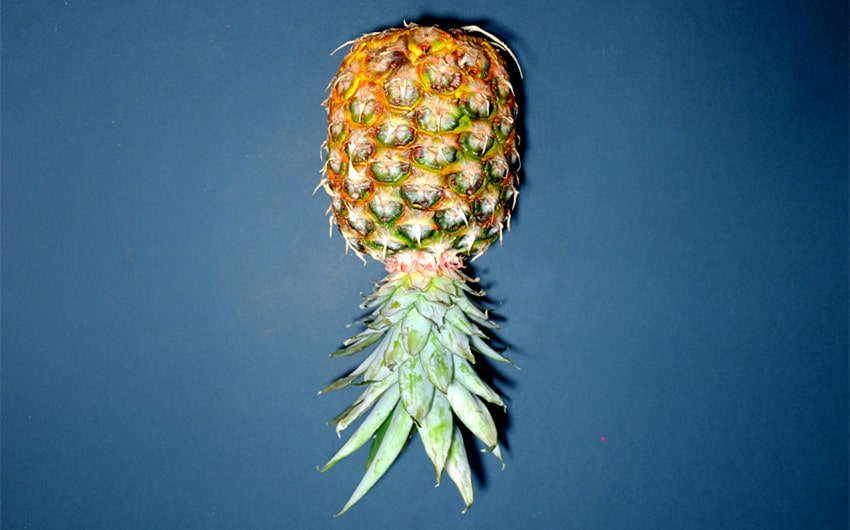 Upside-Down Pineapple