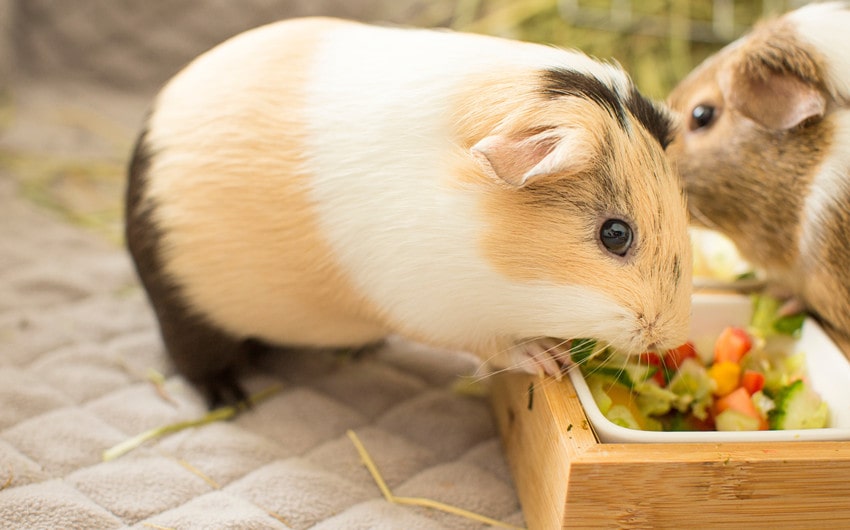 can guinea pigs have cauliflower