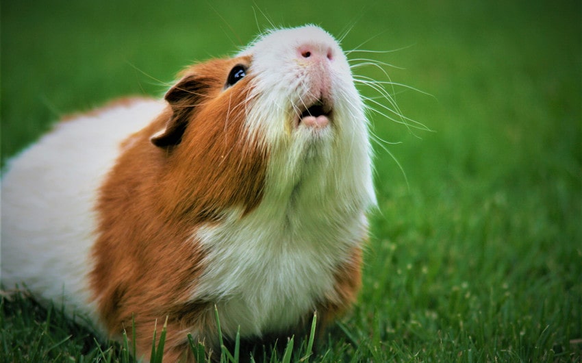 can guinea pigs have cauliflower