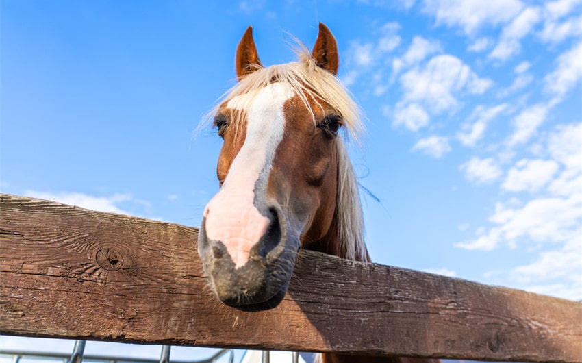 cute horse names