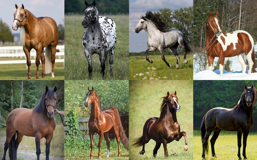 fastest horse breed