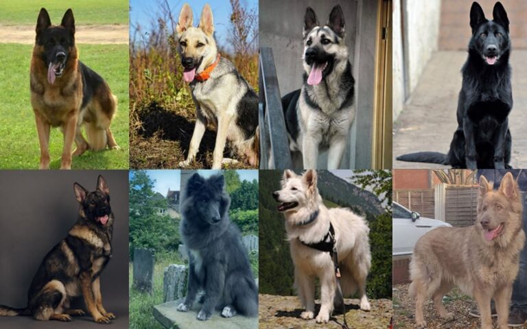 11 Stunning German Shepherd Colors You Need to Know About