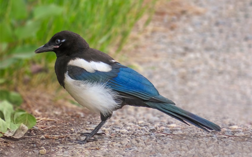 magpie spiritual meaning