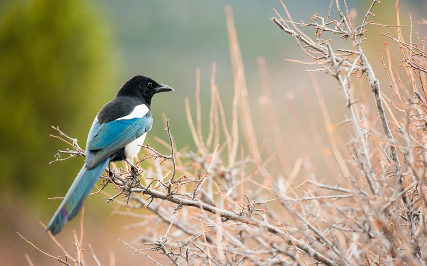 magpie spiritual meaning