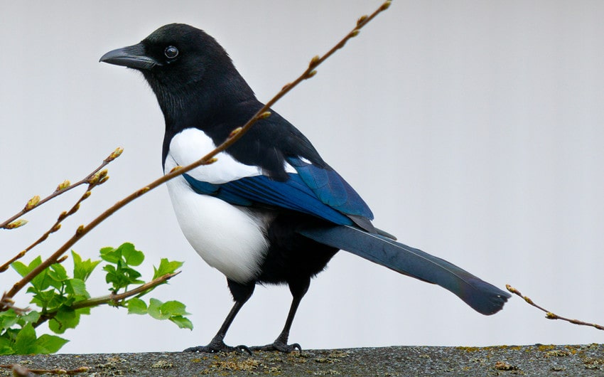 magpie spiritual meaning