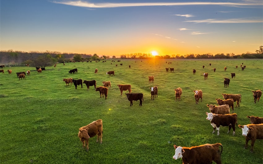 ranch names