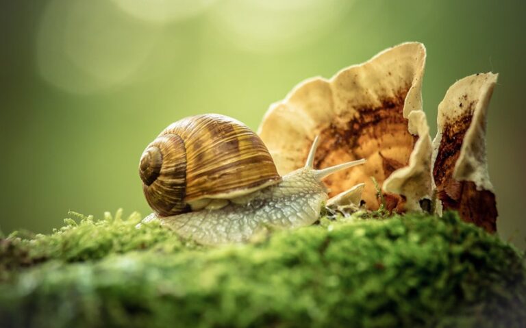 snail spiritual meaning