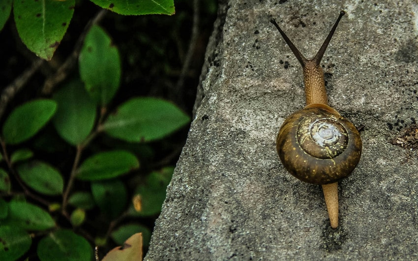 snail spiritual meaning