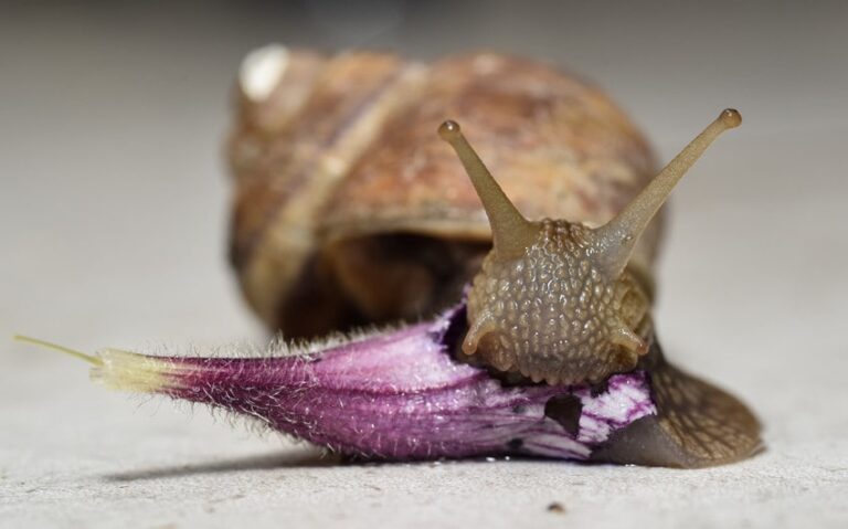 snail teeth