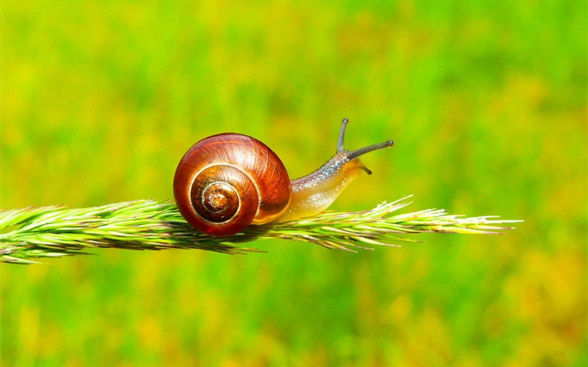 snail teeth