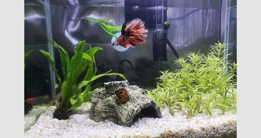 betta fish and snails