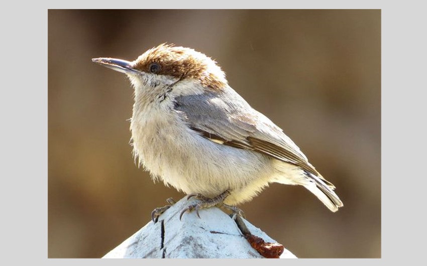 Bahama Nuthatch