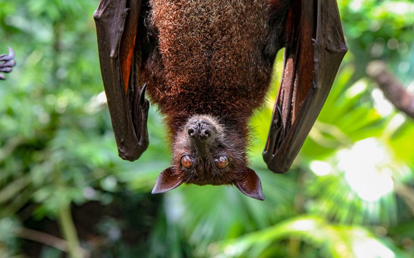 Bat