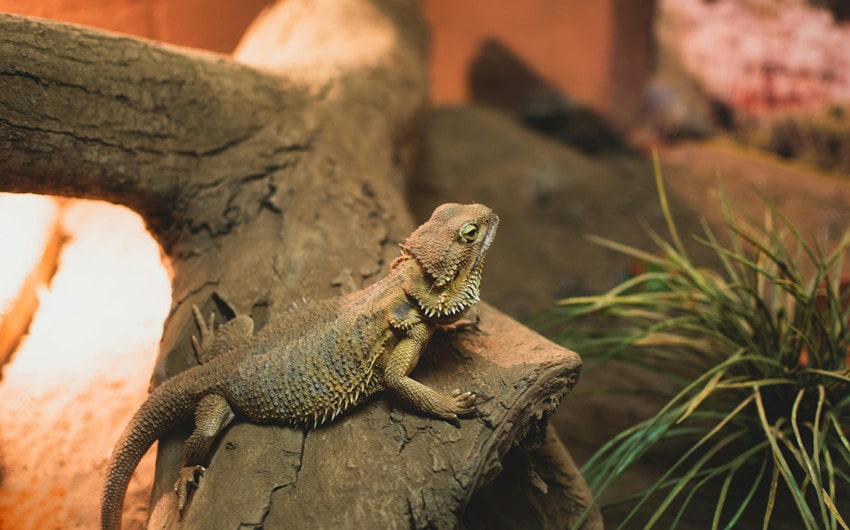 Bearded Dragons