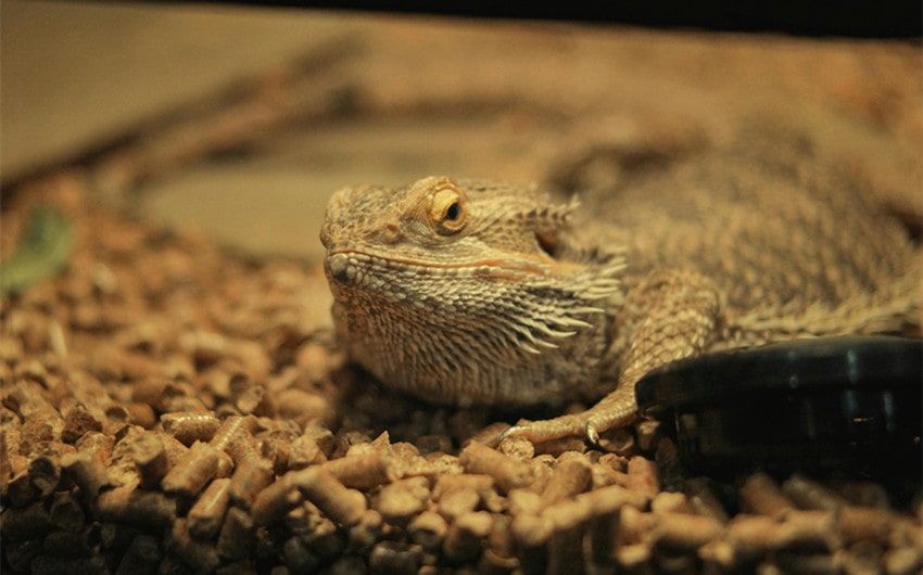 Bearded Dragons