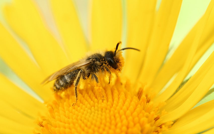 Bee