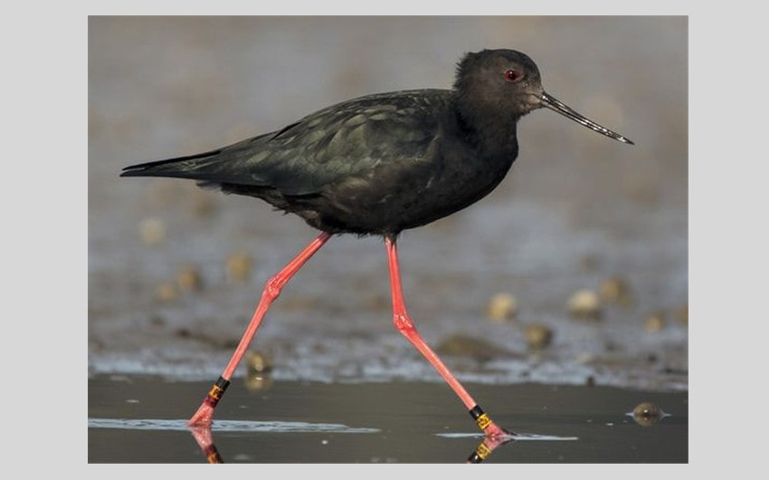 Black Stilt