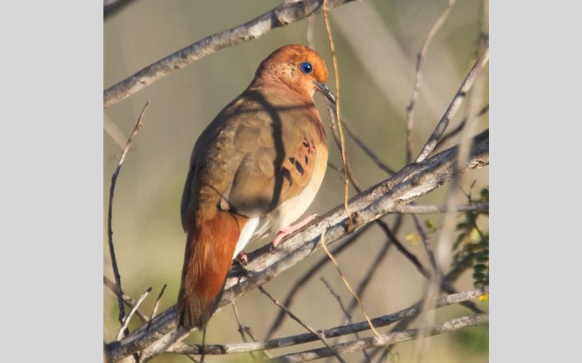 Blue-Eyed Ground-Dove