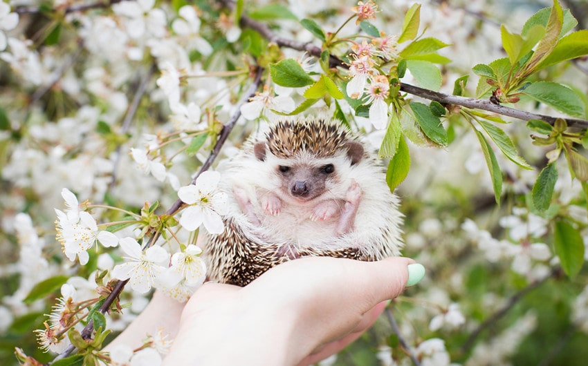 Bond with Your Hedgehog