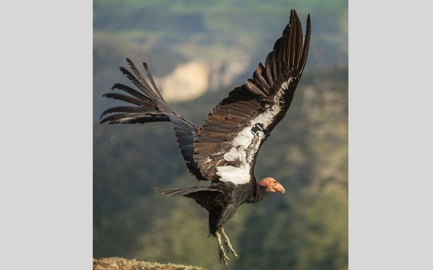 California Condor