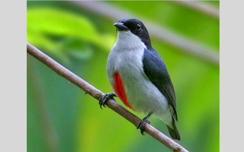 Cebu Flowerpecker