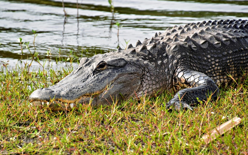 Crocodilians