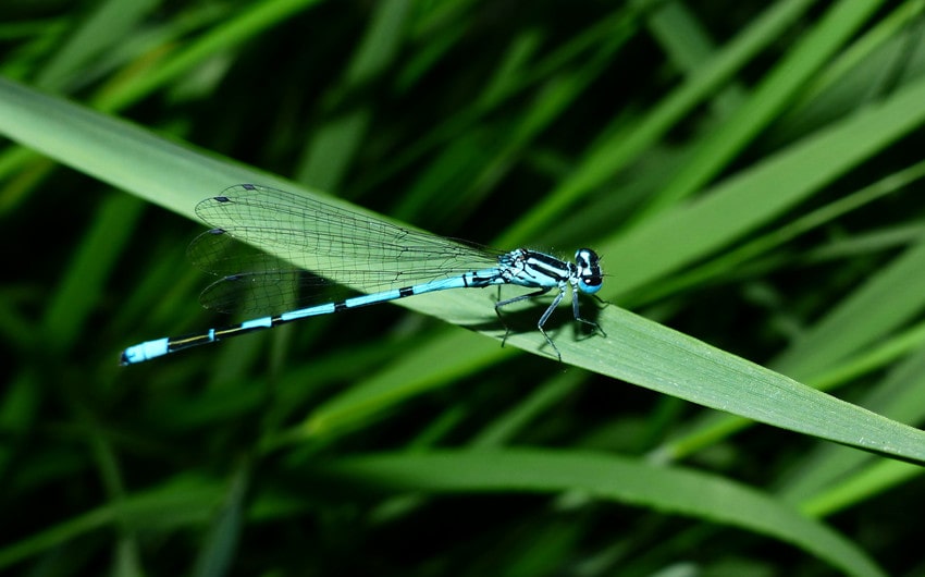 Dragonfly