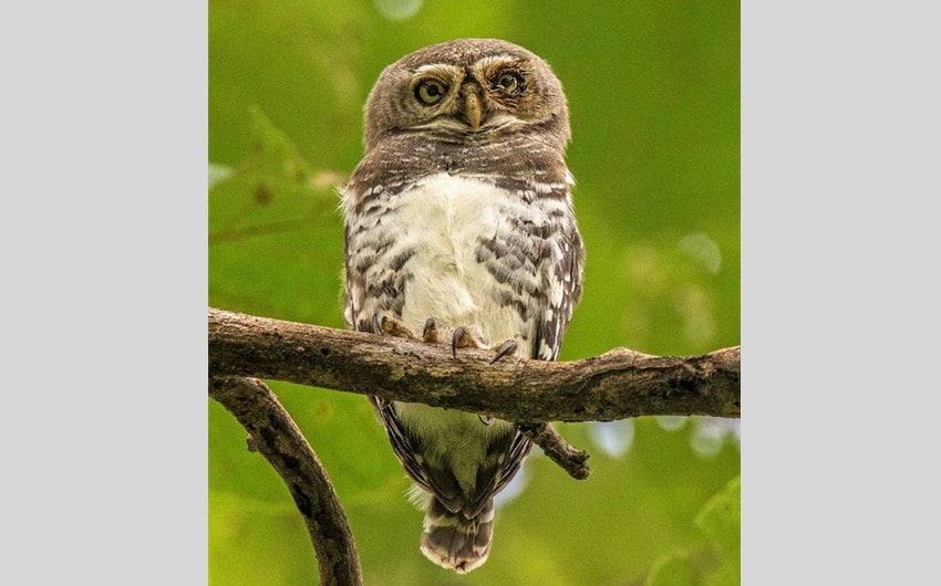 Forest Owlet