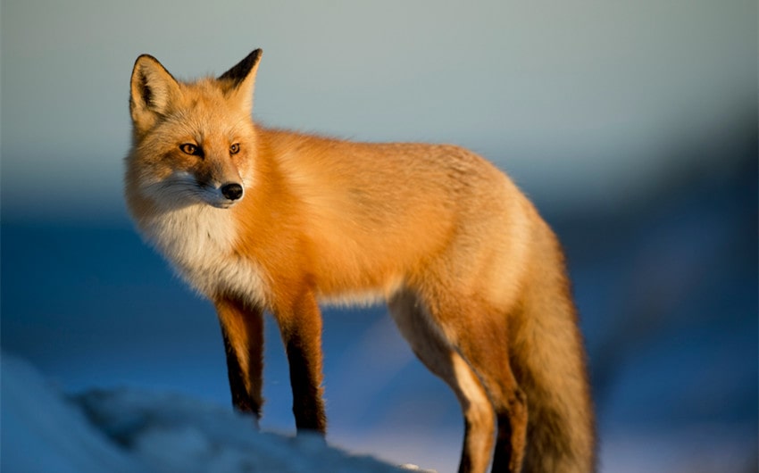 Fox